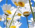 Asalsido Primavera